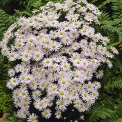 Kissen-Aster Snow Sprite - Weiße Blütenkissen im Herbst