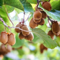 KIWI - Chinesischer Strahlengriffel Herma - Süße Kiwis vom eigenen Balkon