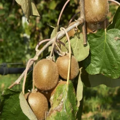 Kiwi Jenny - Kiwis ernten ohne zweite Pflanze