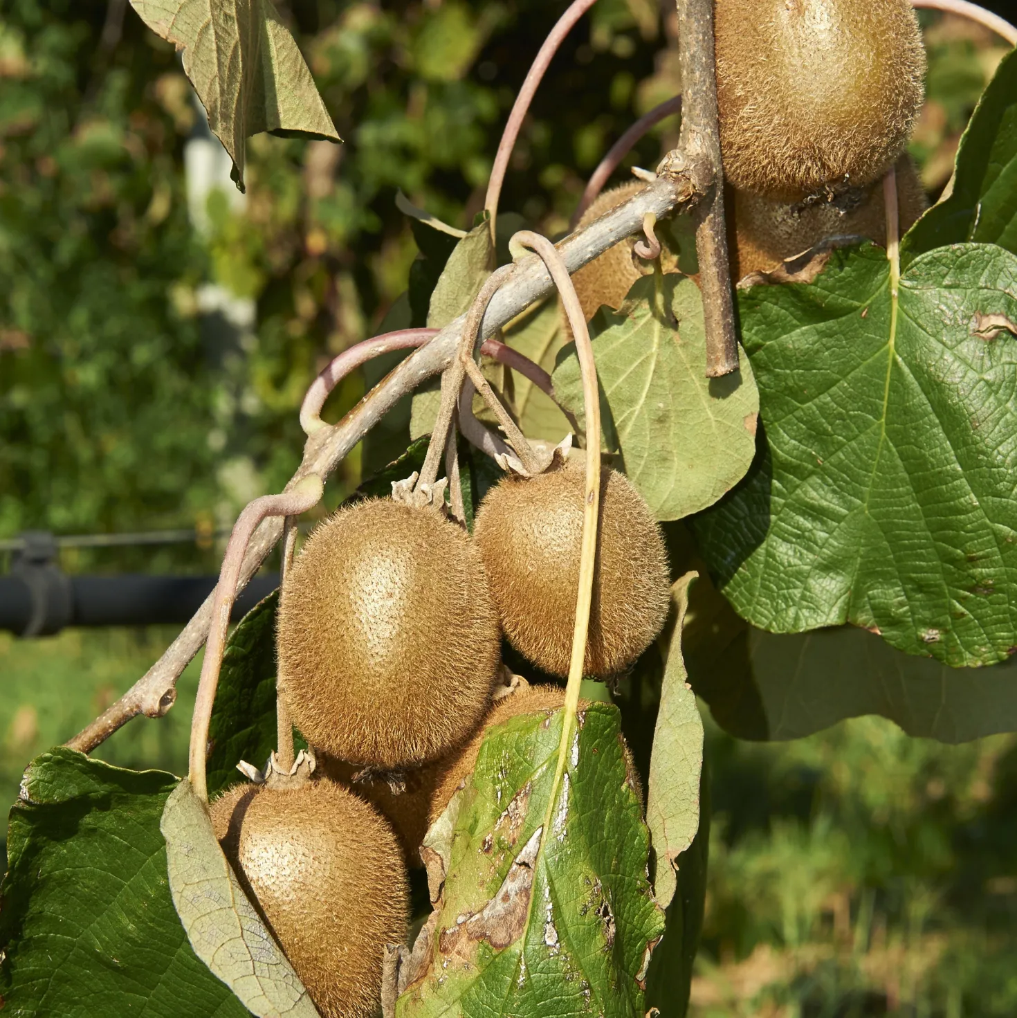 Kiwi Jenny - Kiwis ernten ohne zweite Pflanze