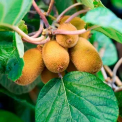 Kiwi Solo - Kiwis ohne zweite Pflanze