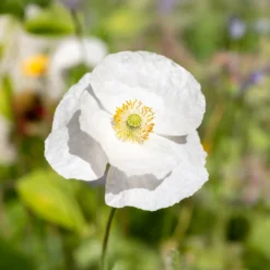 Klatsch-Mohn Bridal Silk - Reinweiß im Sommerbeet