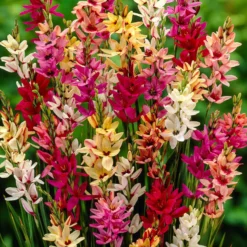 Klebschwertel Mischung - Filigrane Blüten in Farbe