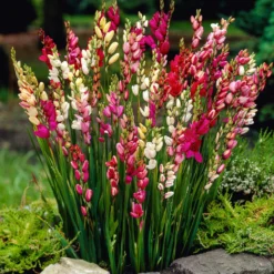 Klebschwertel Mischung - Filigrane Blüten in Farbe