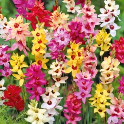 Klebschwertel Mischung - Filigrane Blüten in Farbe
