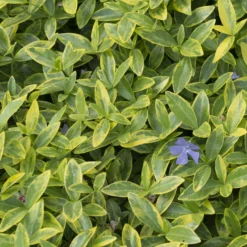 Kleinblättriges Immergrün 'Aureovariegata' - Schattenzonen sofort begrünt