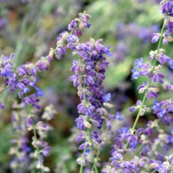 Kleine Blauraute Little Spire ® - Blaue Blütenwolke ganz leicht