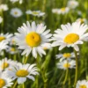 Kleine Margerite 'Maikönigin' - Weiße Blüten den ganzen Sommer