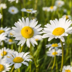 Kleine Margerite 'Maikönigin' - Weiße Blüten den ganzen Sommer
