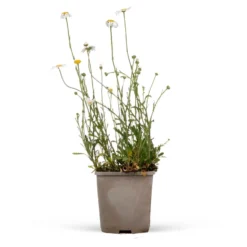 Kleine Margerite 'Maikönigin' - Weiße Blüten den ganzen Sommer