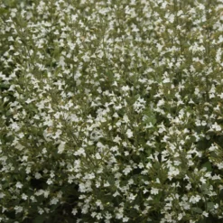 Kleiner Bergminze ‘White Cloud’ - Weiße Blütenwolke den ganzen Sommer
