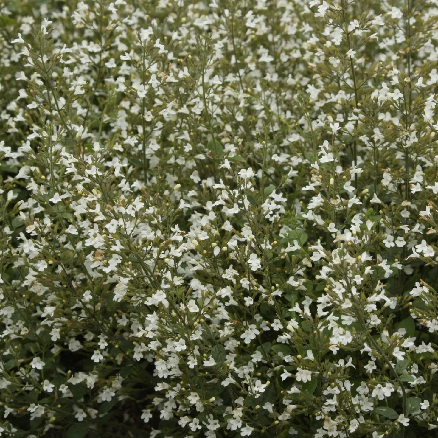Kleiner Bergminze ‘White Cloud’ - Weiße Blütenwolke den ganzen Sommer