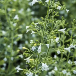 Kleiner Bergminze ‘White Cloud’ - Weiße Blütenwolke den ganzen Sommer
