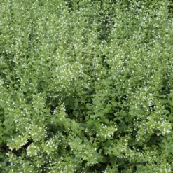 Kleiner Bergminze ‘White Cloud’ - Weiße Blütenwolke den ganzen Sommer