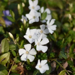 Kleines Immergrün 'Alba' - Weißer Blütenteppich im Schatten