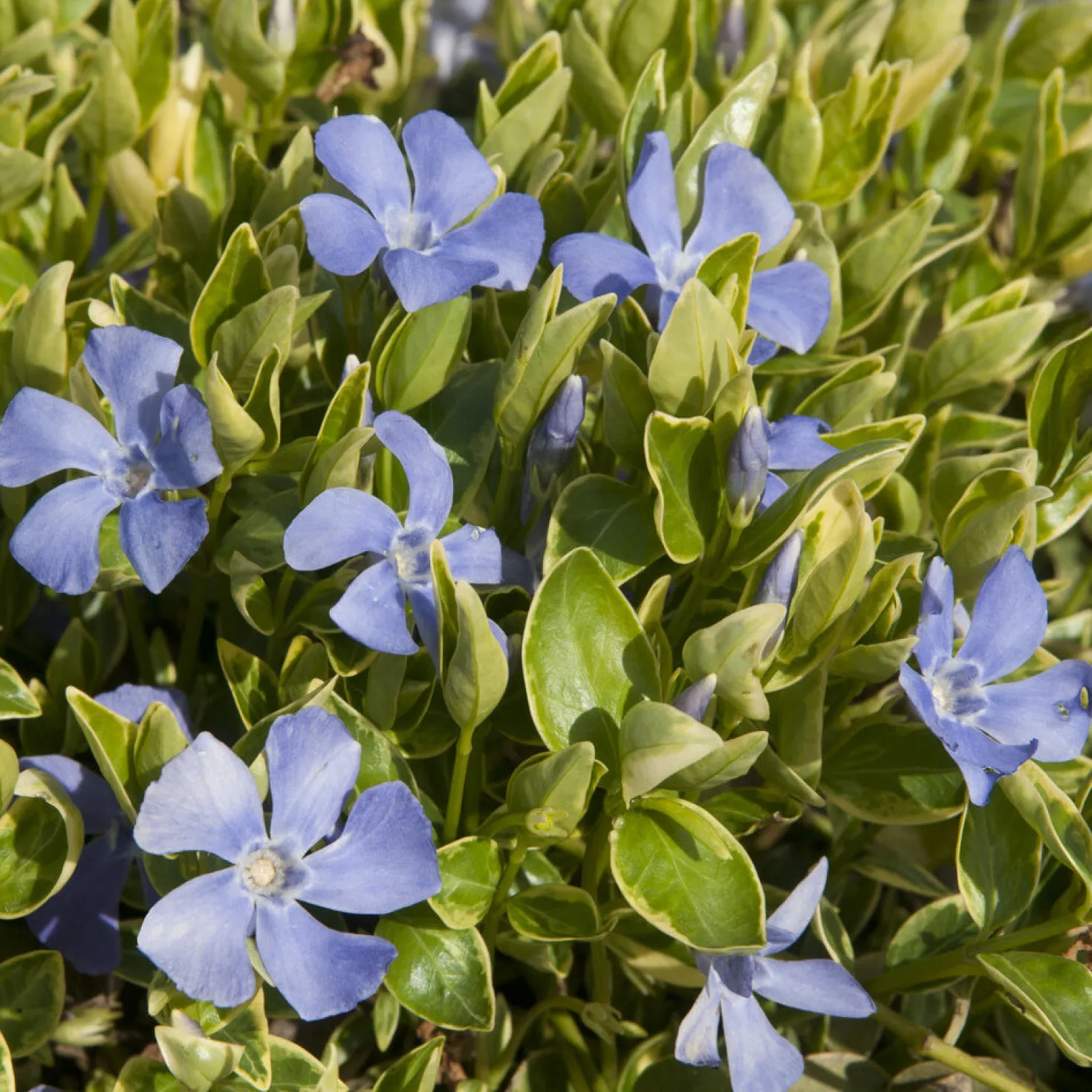 Kleines Immergrün 'Argenteovariegata' - Grüner Teppich im Schatten