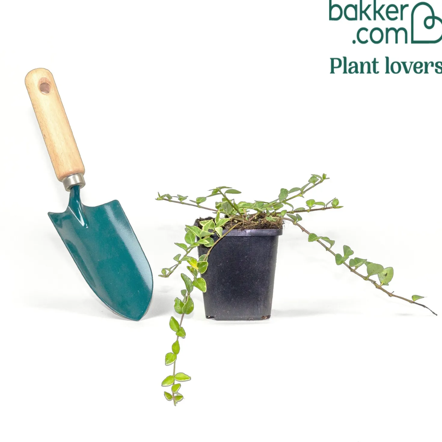 Kleines Immergrün 'Argenteovariegata' - Grüner Teppich im Schatten