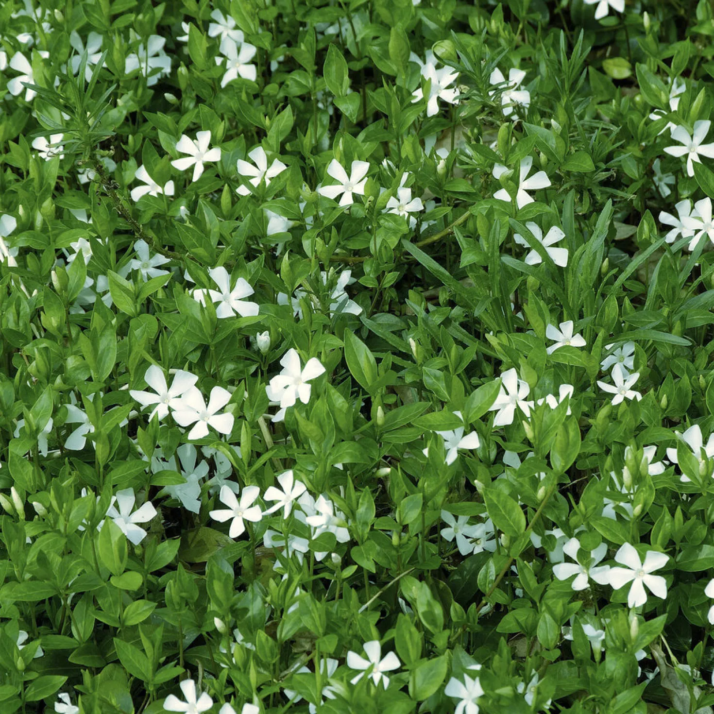 Kleines Immergrün 'Gertrude Jekyll' - Grüner Teppich ohne Mühe