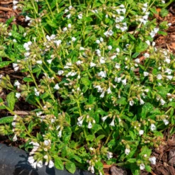 Kleingeflecktes Lungenkraut Sissinghurst White - Weiße Blüten im Schatten