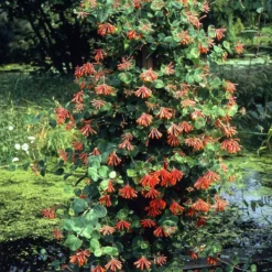 Kletter-Geißblatt ‘Dropmore Scarlet’ - Roter Blütenvorhang im Nu