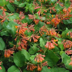 Kletter-Geißblatt ‘Dropmore Scarlet’ - Roter Blütenvorhang im Nu