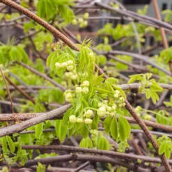 Klettergurke 'Alba' - Weiße Blüten, schnell im Grün
