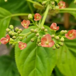Kletterhortensie ‘Crug Coral’ - Schattenwände voller Blüten