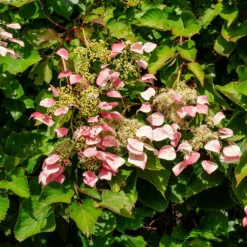 Kletterhortensie 'Roseum' - Rosa Blütenwolke an der Wand