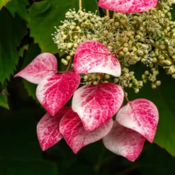 Kletterhortensie 'Roseum' - Rosa Blütenwolke an der Wand