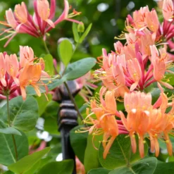 Kletterndes Geißblatt American Beauty - Duftende Blüten den Sommer lang