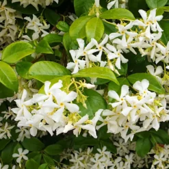 Kletterpflanzen-Kollektion mit reicher Blüte (x3) - Hüllen Sie Ihre Fassaden in Blüten