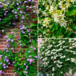 Kletterpflanzen-Kollektion Jasmin, Glyzinie, Kletterhortensie (x3) - Blütenzauber im Garten