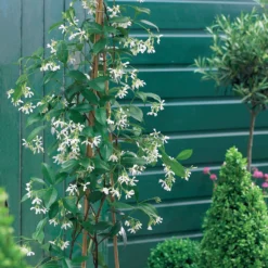 Kletterpflanzen-Kollektion Jasmin, Glyzinie, Kletterhortensie (x3) - Blütenzauber im Garten