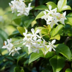 Kletterpflanzen-Kollektion Jasmin, Glyzinie, Kletterhortensie (x3) - Blütenzauber im Garten