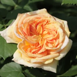 Kletterrose 'Alchymist' - Goldene Blüten am Rankgitter