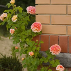 Kletterrose 'Alchymist' - Goldene Blüten am Rankgitter
