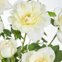 Kletterrose 'Crazy in Love' creme - Cremeweiße Blüten den ganzen Sommer