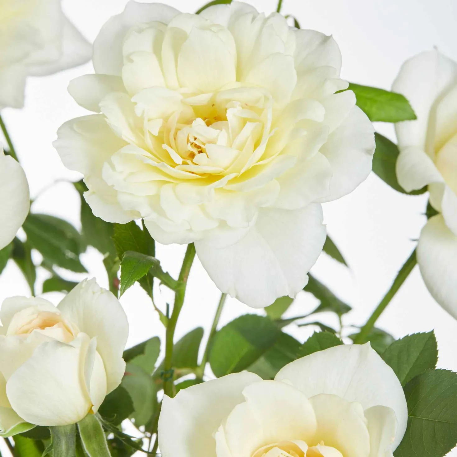 Kletterrose 'Crazy in Love' creme - Cremeweiße Blüten den ganzen Sommer