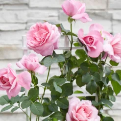 Kletterrose 'Crazy in Love' rosa - Duftende Blüten den ganzen Sommer