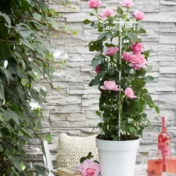 Kletterrose 'Crazy in Love' rosa - Duftende Blüten den ganzen Sommer