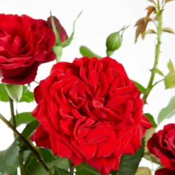 Kletterrose 'Crazy in Love' rot - Rote Blütenwand ganz easy