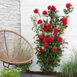 Kletterrose 'Crazy in Love' rot - Rote Blütenwand ganz easy