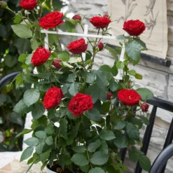 Kletterrose 'Crazy in Love' rot - Rote Blütenwand ganz easy