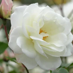 Kletterrose 'Fee des Schnees' - Weiße Blütenwand im Nu