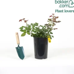 Kletterrose Florentina ® - Rote Blütenwand ganz einfach