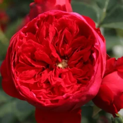 Kletterrose Florentina ® - Rote Blütenwand ganz einfach