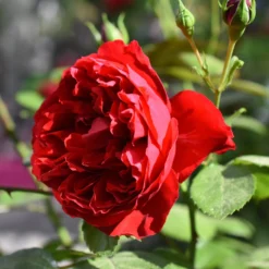 Kletterrose Florentina ® - Rote Blütenwand ganz einfach