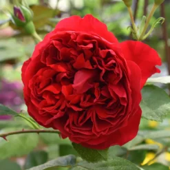 Kletterrose Florentina ® - Rote Blütenwand ganz einfach