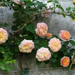 Kletterrose ‘Gloire de Dijon’ - Duftende Wand voller Blüten