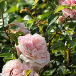 Kletterrose ‘Gloire de Dijon’ - Duftende Wand voller Blüten